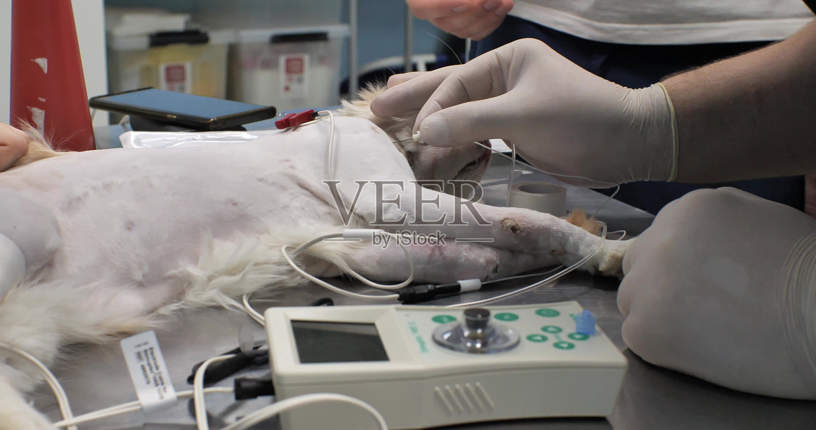 兽医用电子起搏器对一只骨折的猫进行神经束麻醉。起搏器收缩猫爪上的肌肉，帮助麻醉师定位神经。照片摄影图片