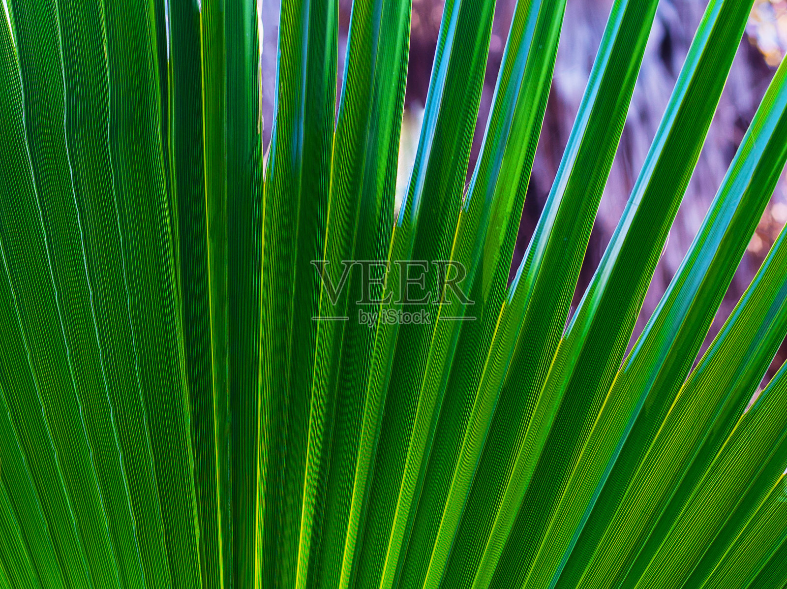 绿色的棕榈叶，近一点看。照片摄影图片