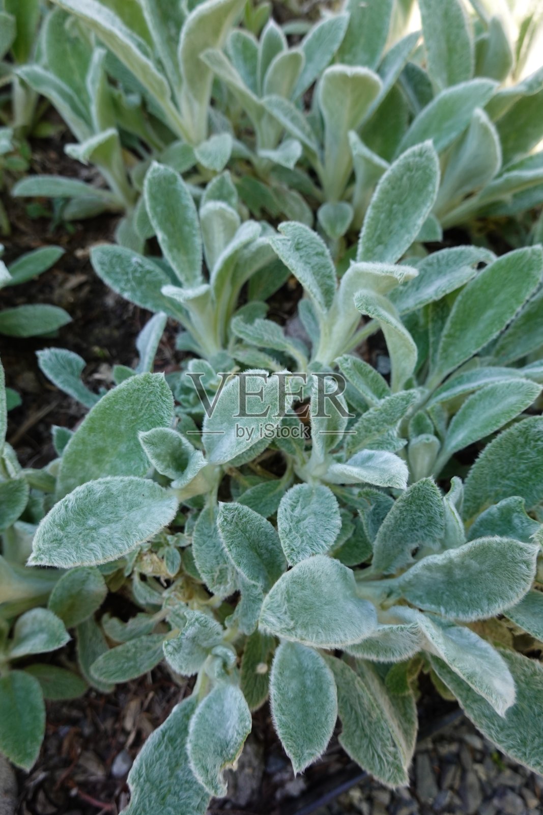 羊耳草是一种低矮的多年生蔓生植物，叶子柔软，浅灰色，呈银灰色。照片摄影图片