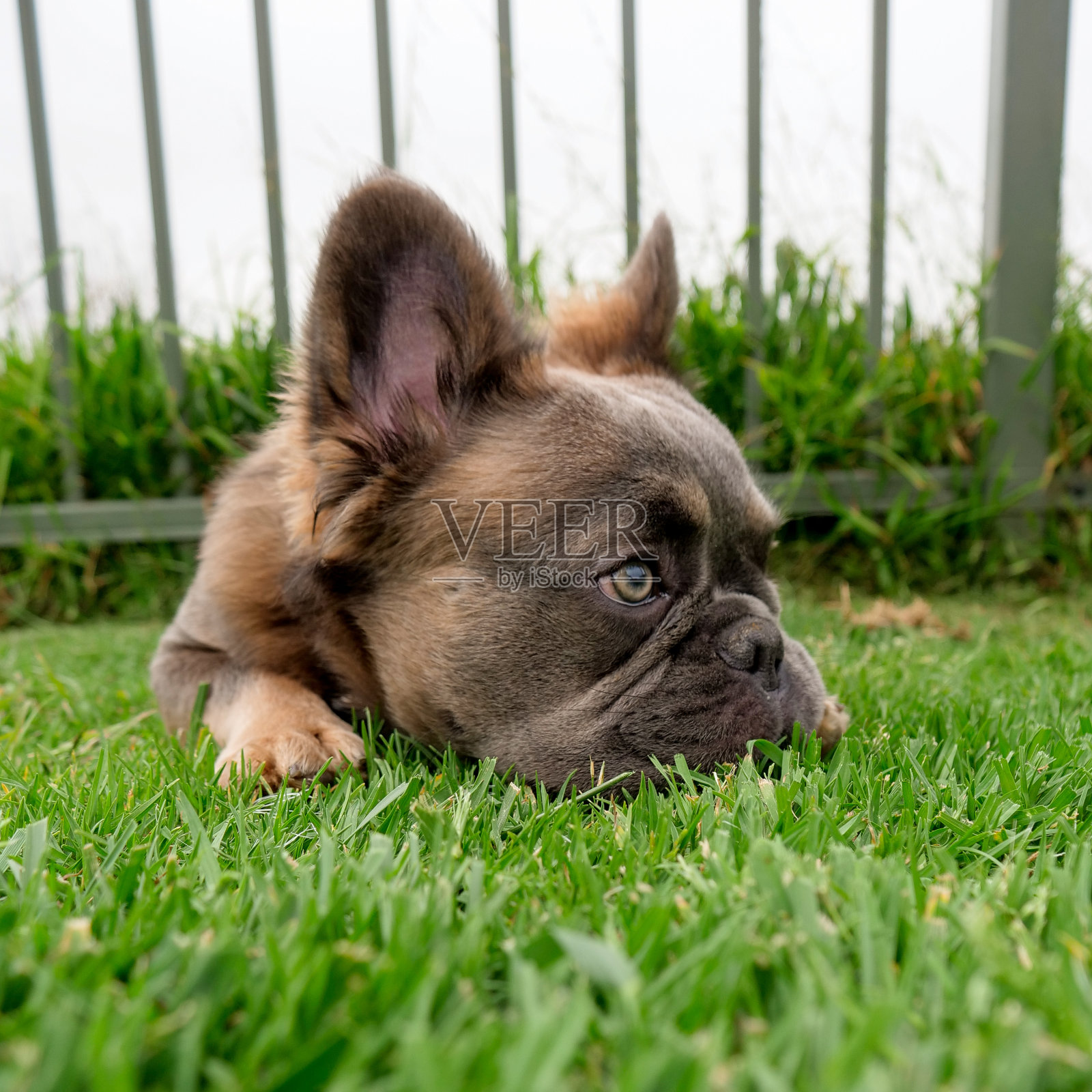 毛茸茸的法国斗牛犬照片摄影图片