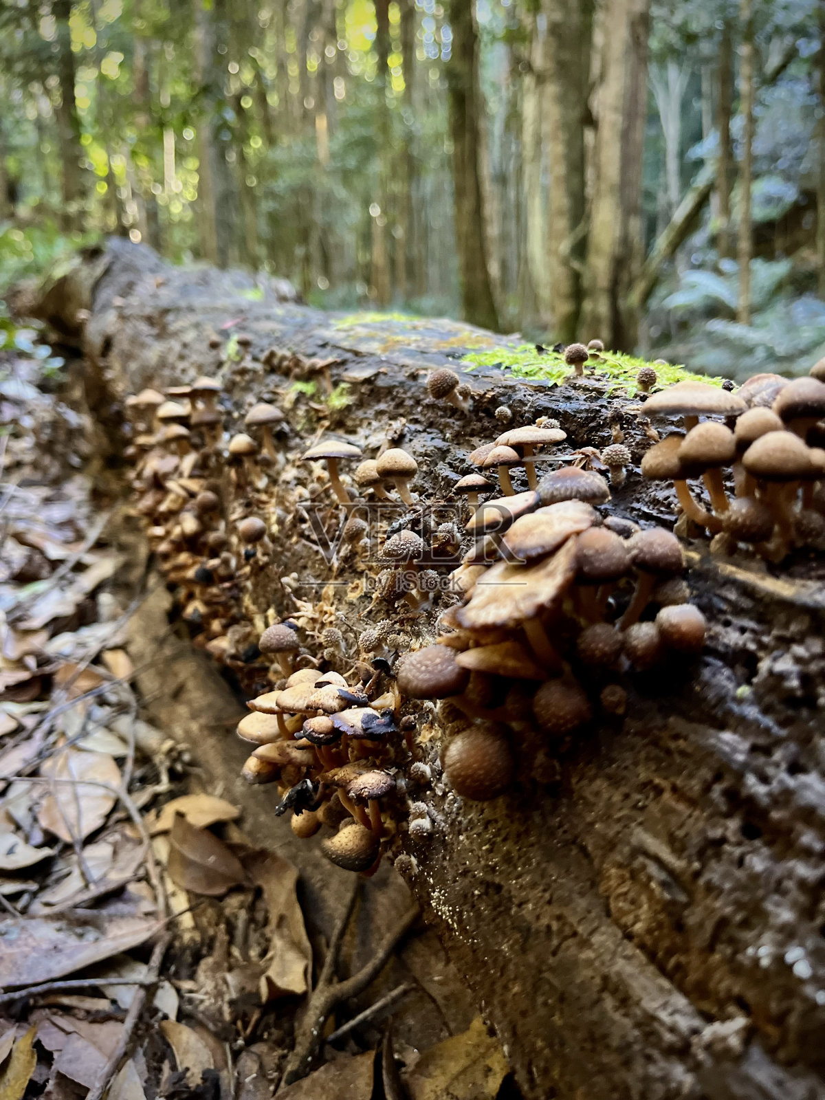森林真菌照片摄影图片