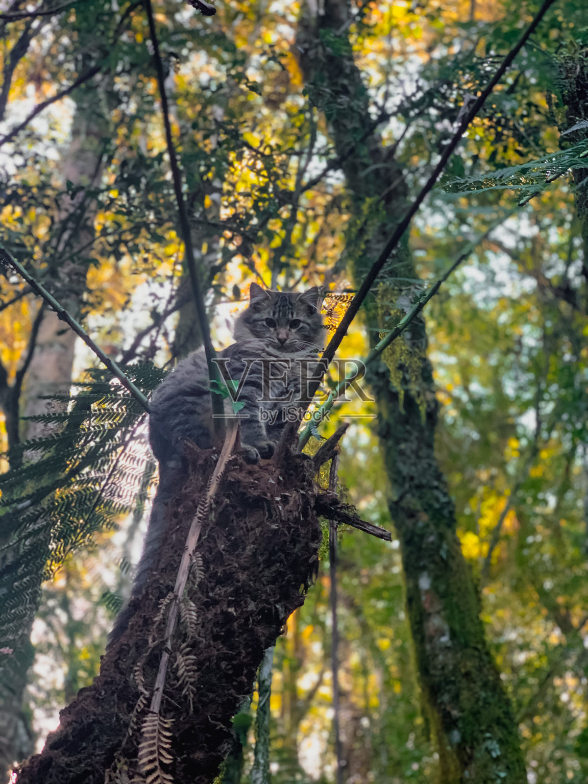 小猫在树顶照片摄影图片