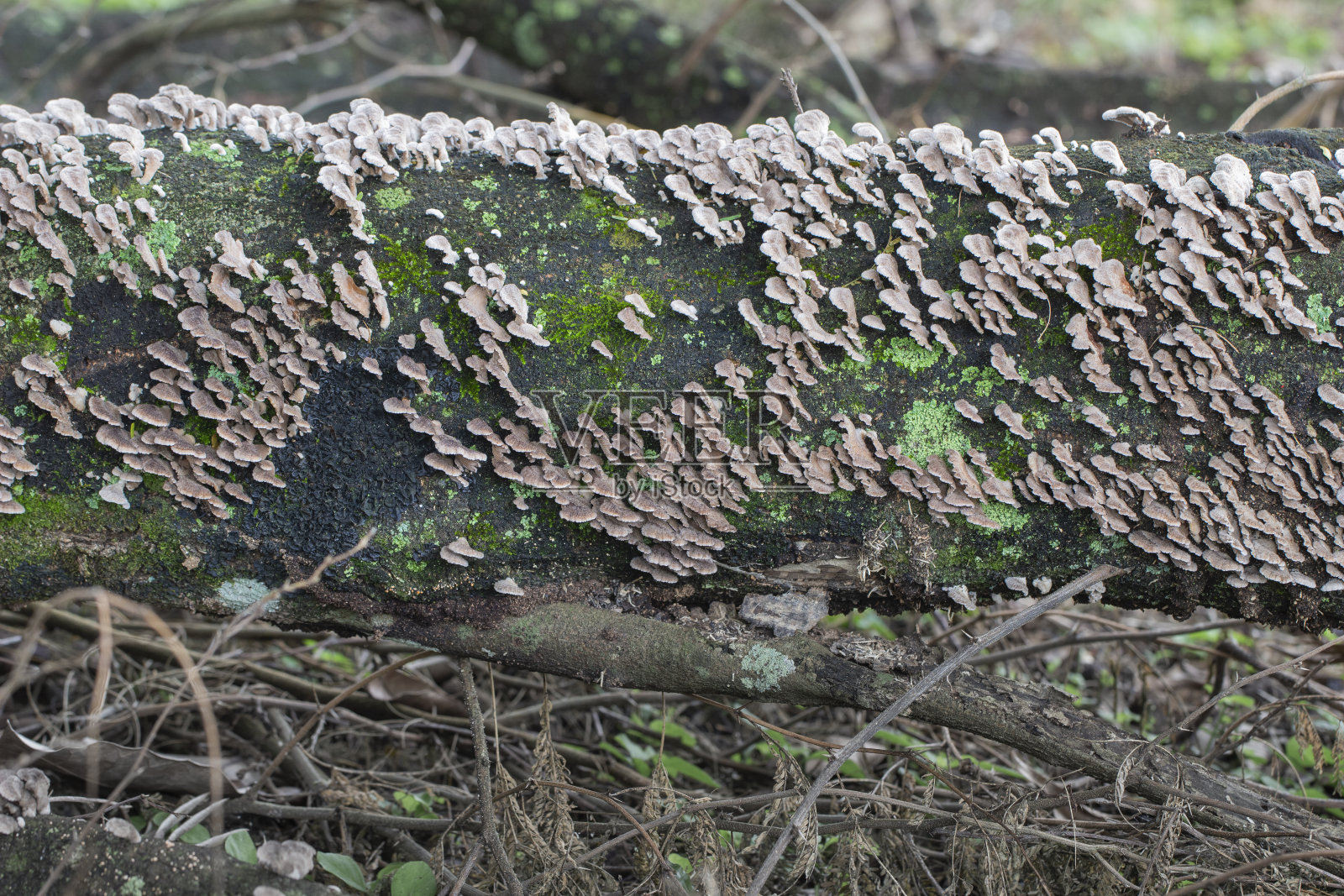 巴西蘑菇，巴西稀树草原上常见的植物照片摄影图片