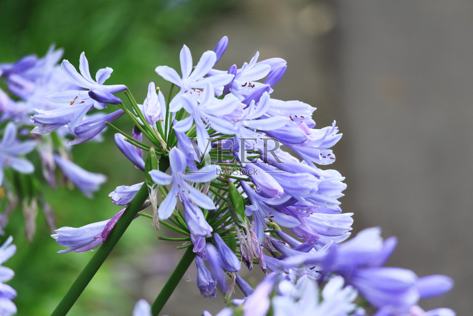 美丽的紫兰花照片摄影图片