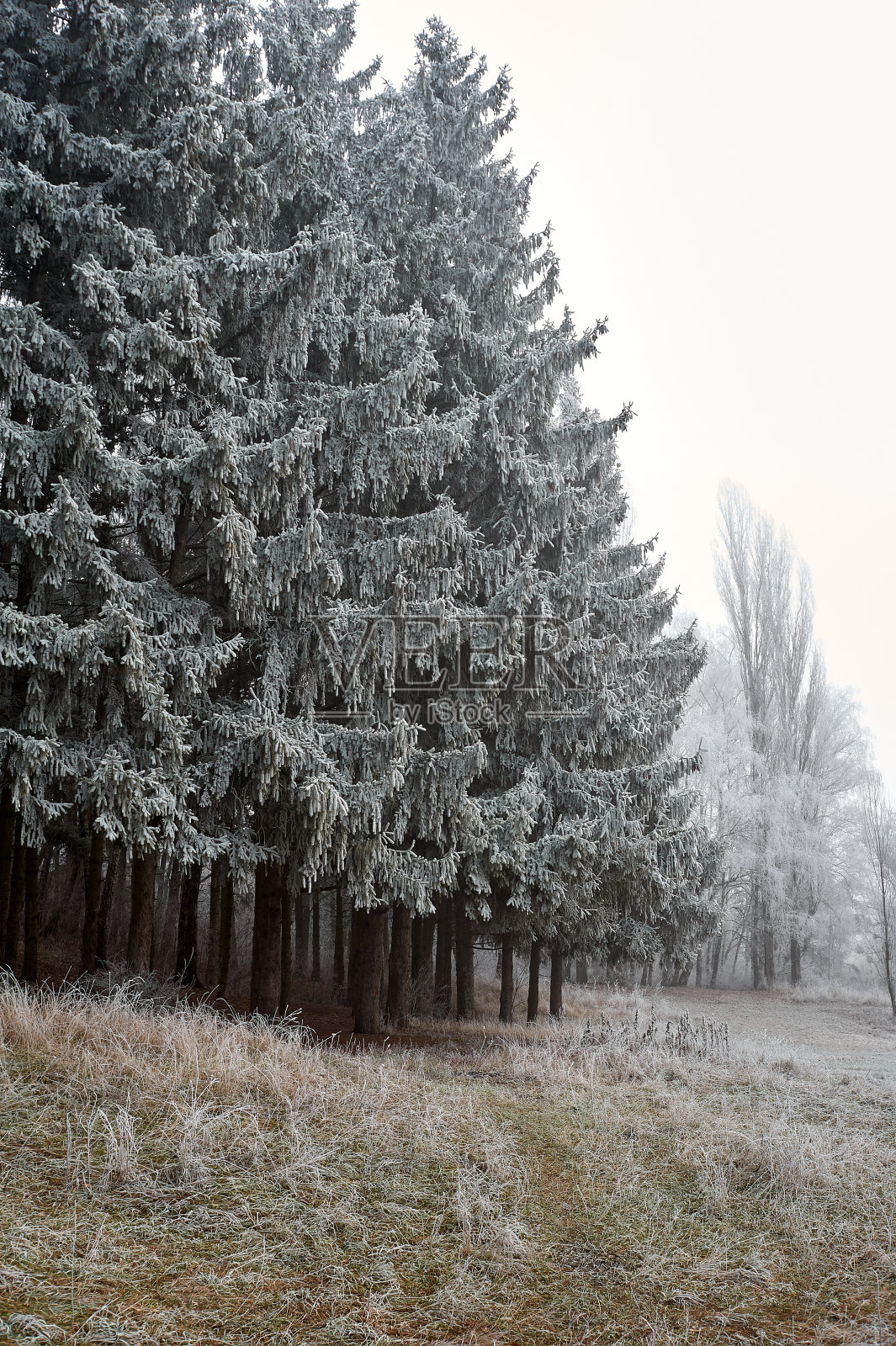 阴天里，阴森的冬季森林被雾覆盖着霜冻照片摄影图片
