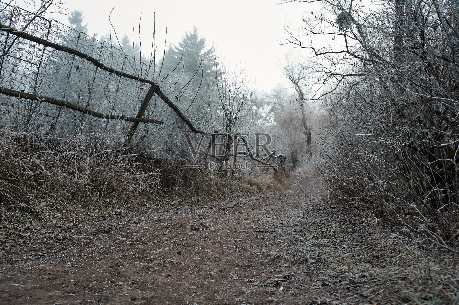 阴天里，阴森的冬季森林被雾覆盖着霜冻照片摄影图片