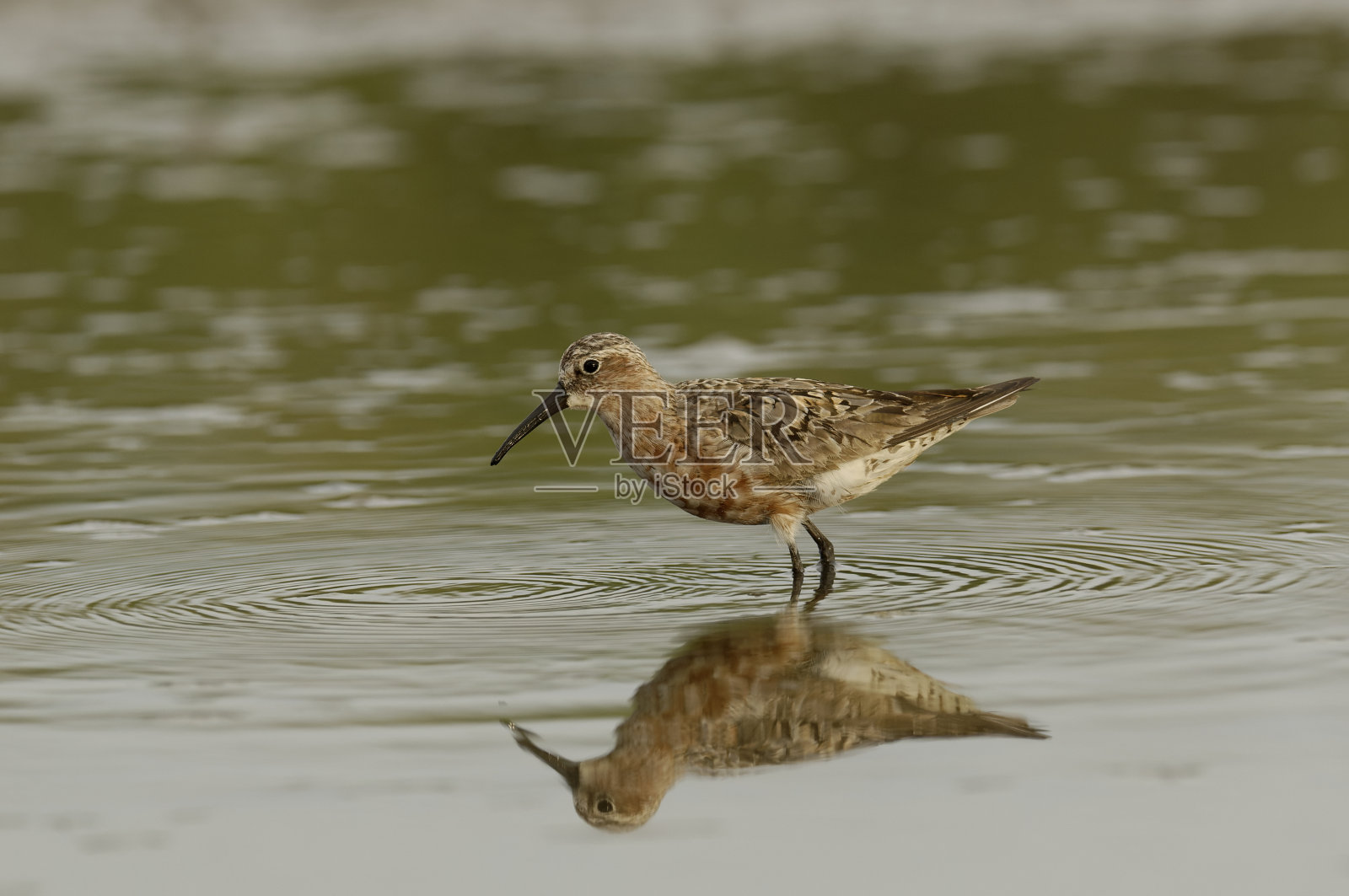 鸻鹬(Caladris ferruginea)照片摄影图片