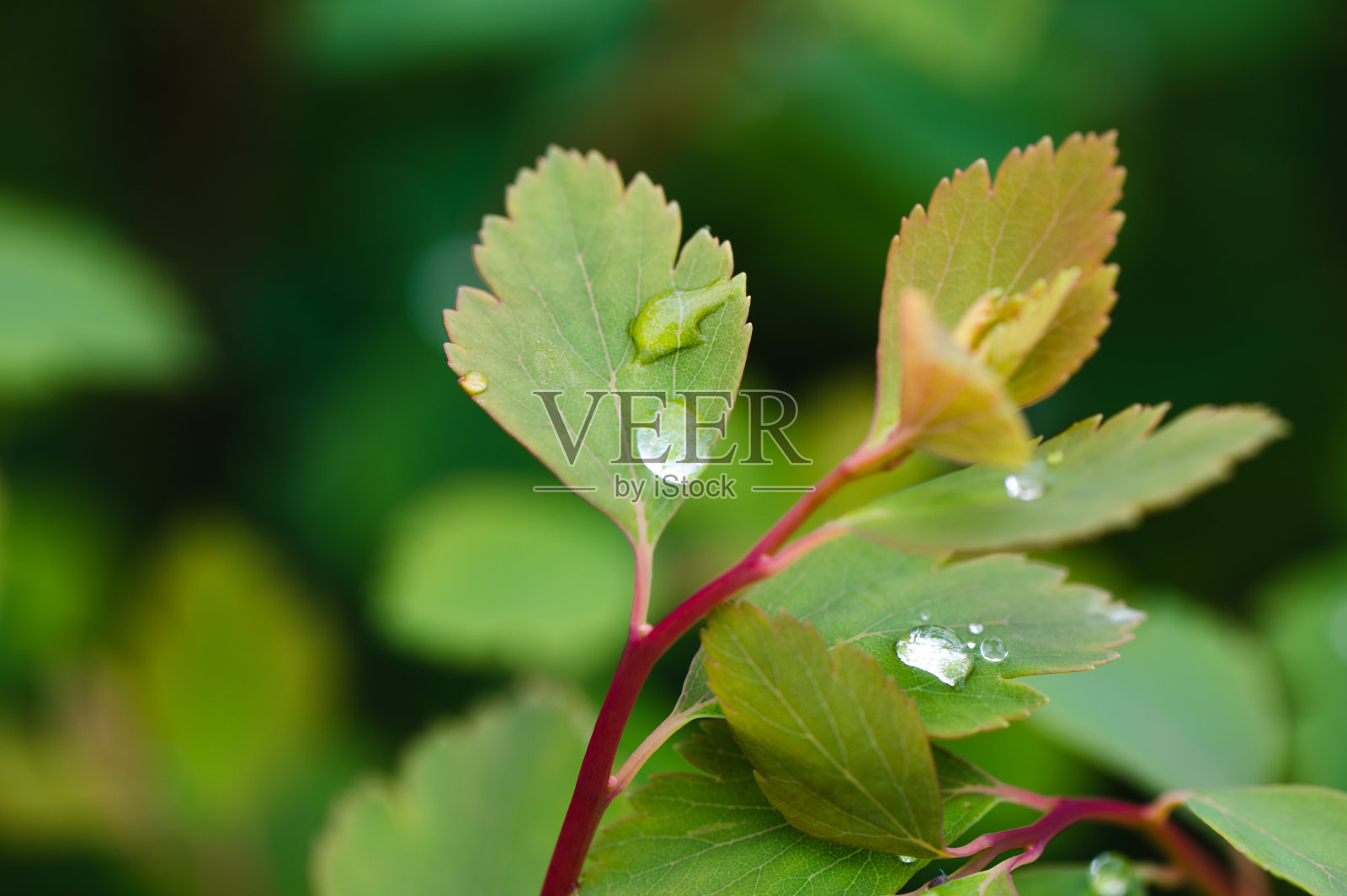 绿叶上有水滴照片摄影图片