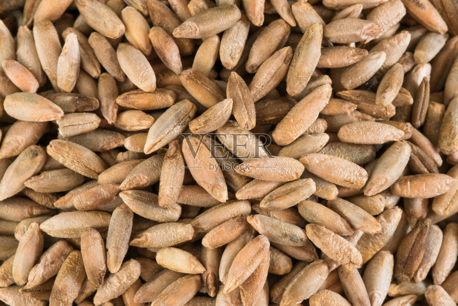 生黑麦浆果照片摄影图片