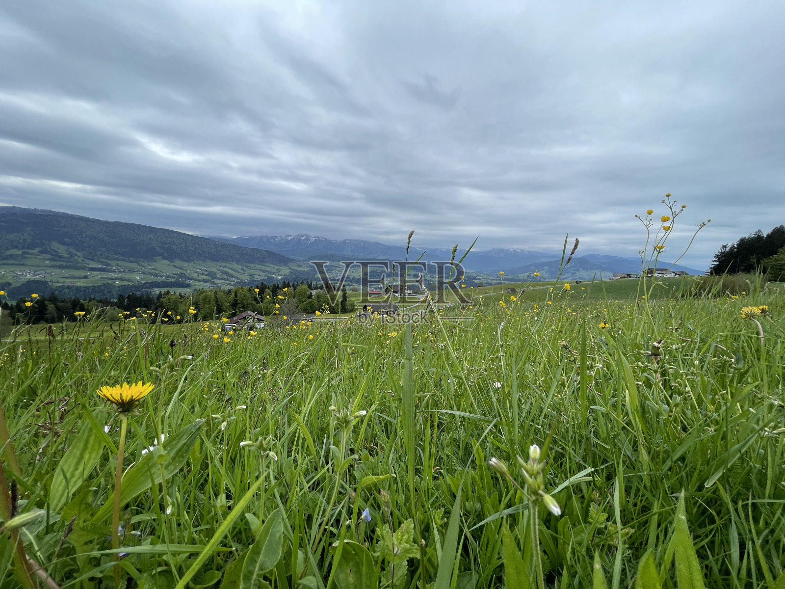 有花的草地照片摄影图片