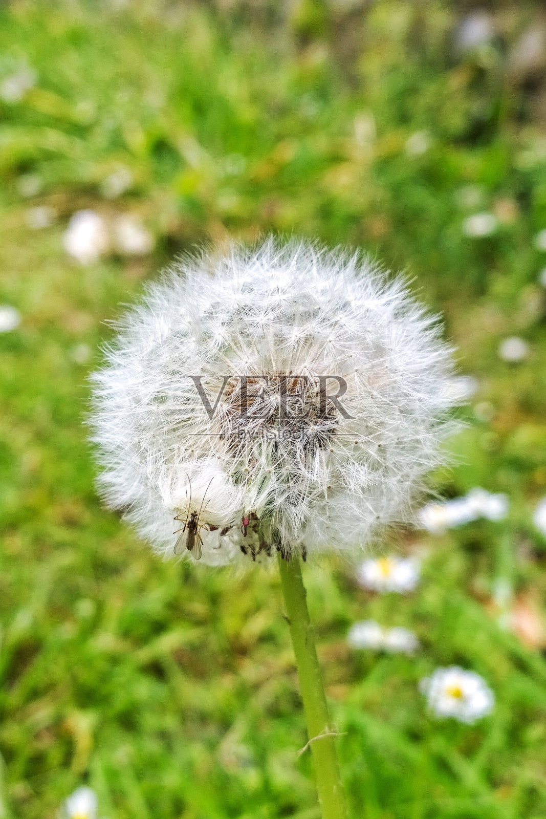 蒲公英和雏菊在郁郁葱葱的草地上的特写照片摄影图片