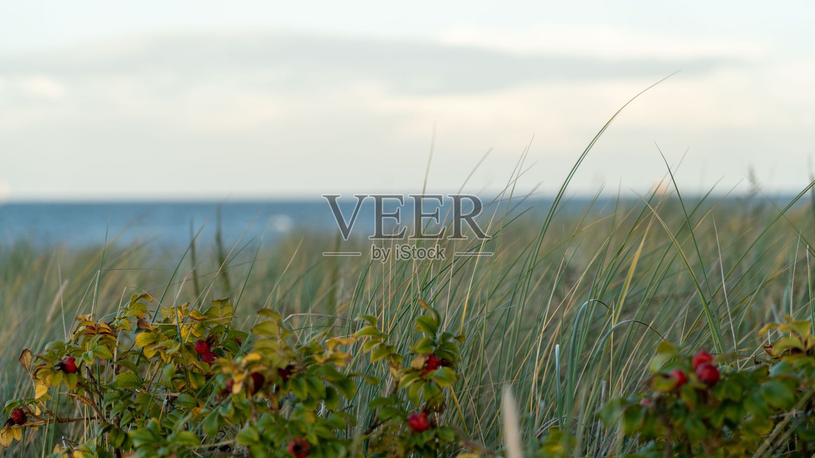 花和叶子坐在水边的高草上照片摄影图片