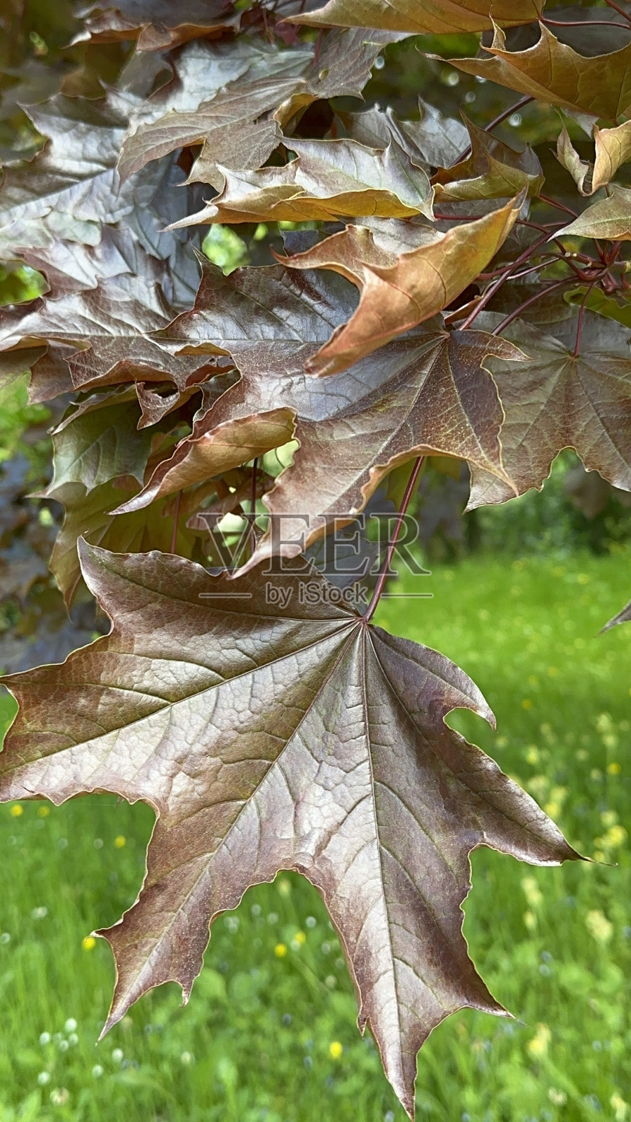 挪威枫叶照片摄影图片