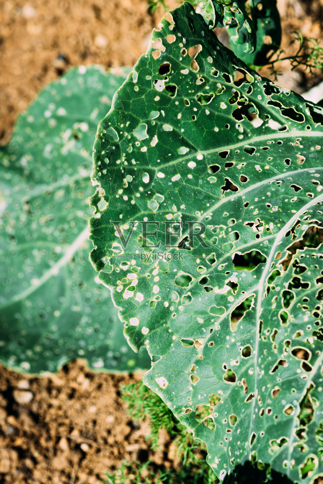 近距离拍摄的蔬菜叶片被害虫叮咬后留下的孔洞照片摄影图片