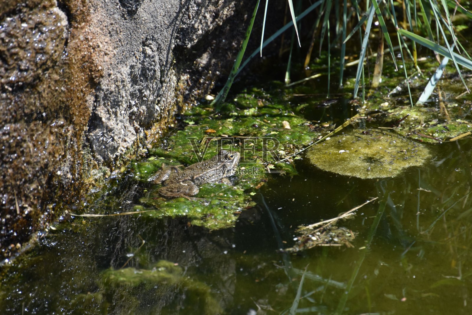 一只青蛙跳入水中，靠近一块石头照片摄影图片