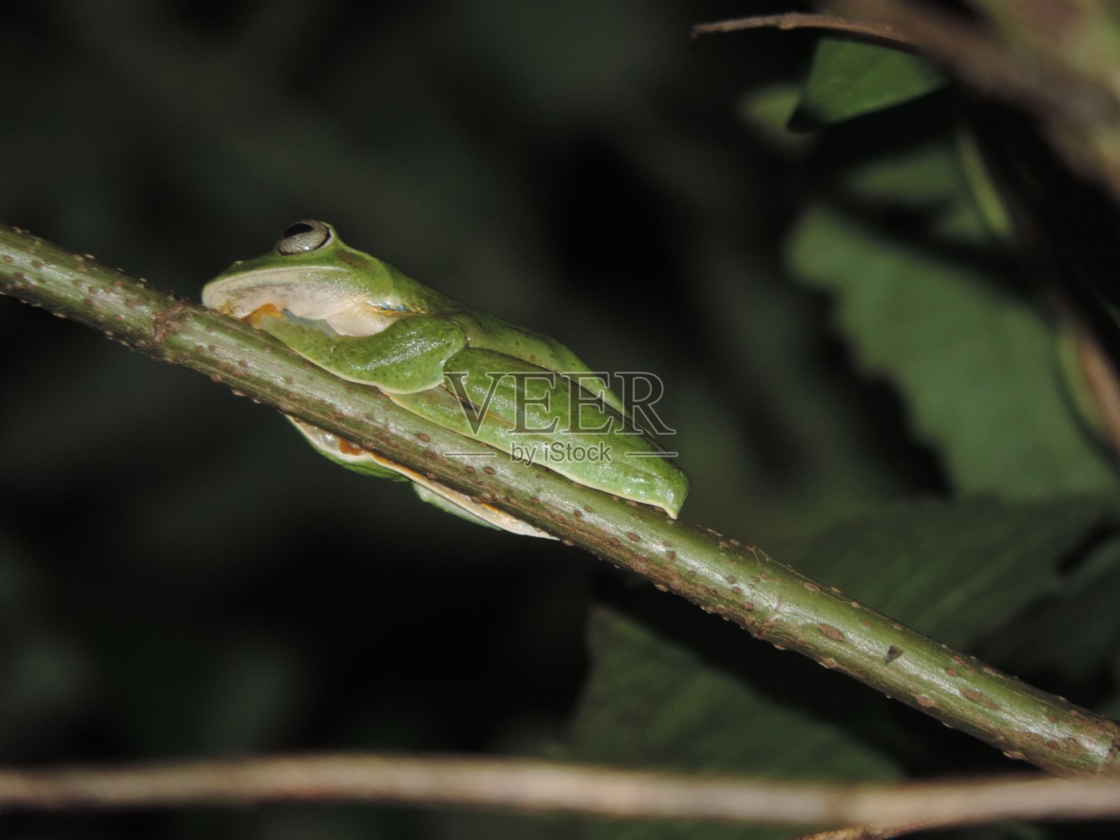绿色的树蛙在夜晚照片摄影图片