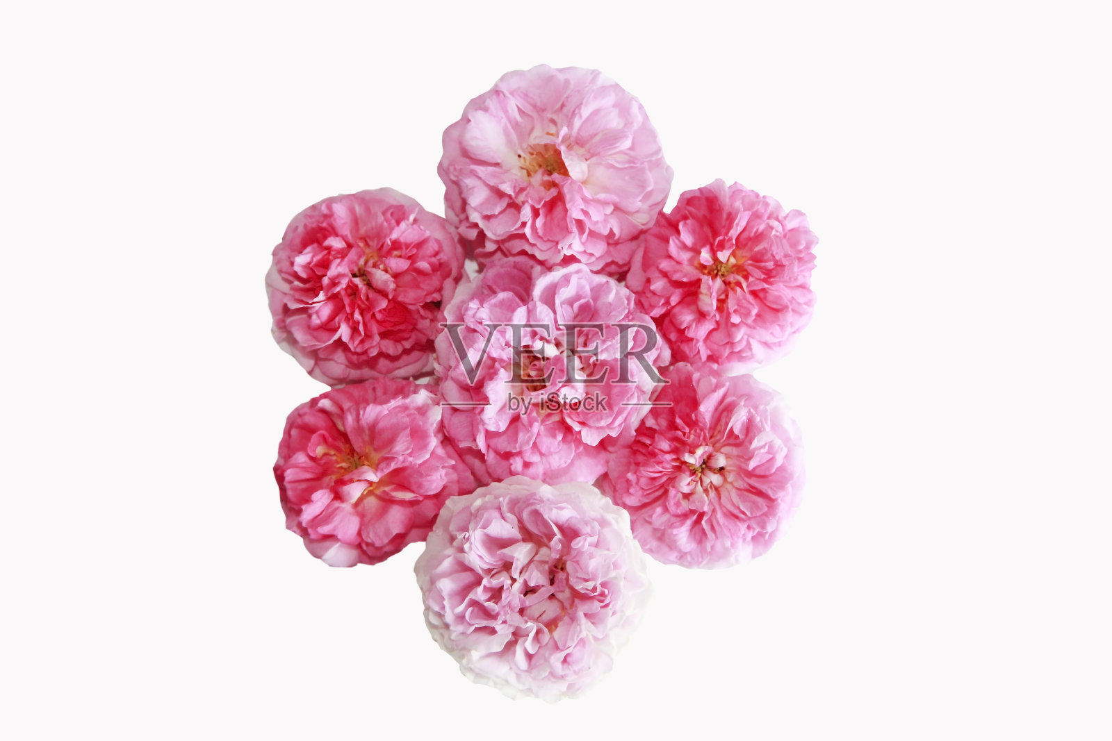 自然美丽的粉红色玫瑰花在白色的背景照片摄影图片