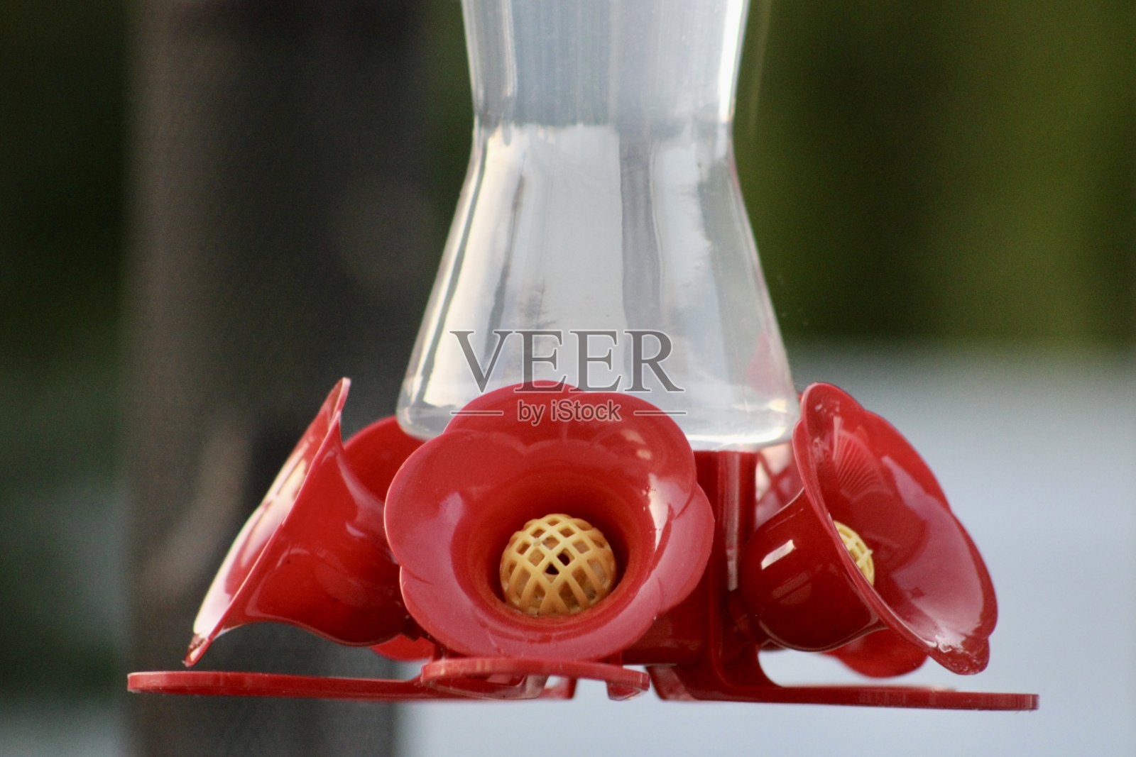 蜂鸟支线照片摄影图片