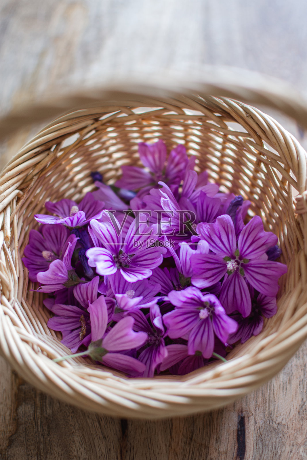 锦葵花照片摄影图片