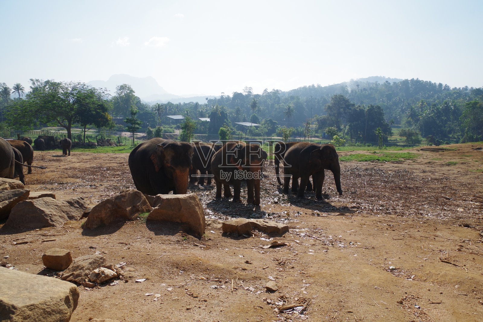 斯里兰卡的平纳瓦拉大象孤儿院照片摄影图片