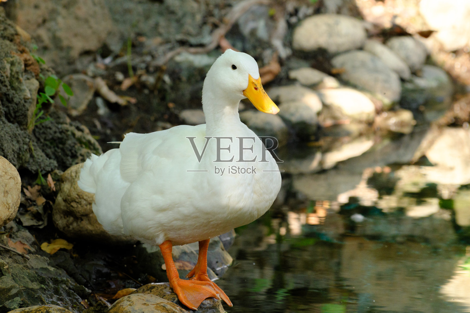 池塘里可爱的鸭子照片摄影图片