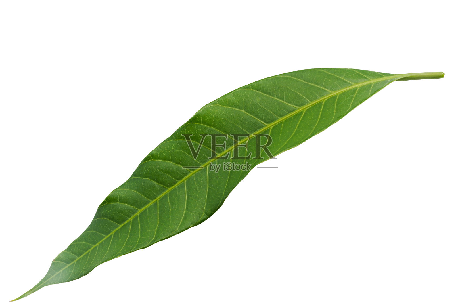 芒果叶在白色的背景照片摄影图片