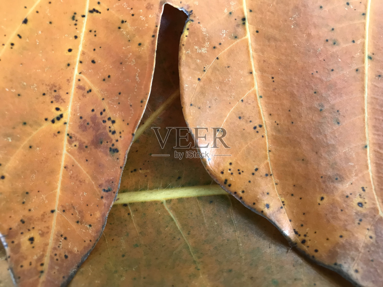 面包果叶质地照片摄影图片