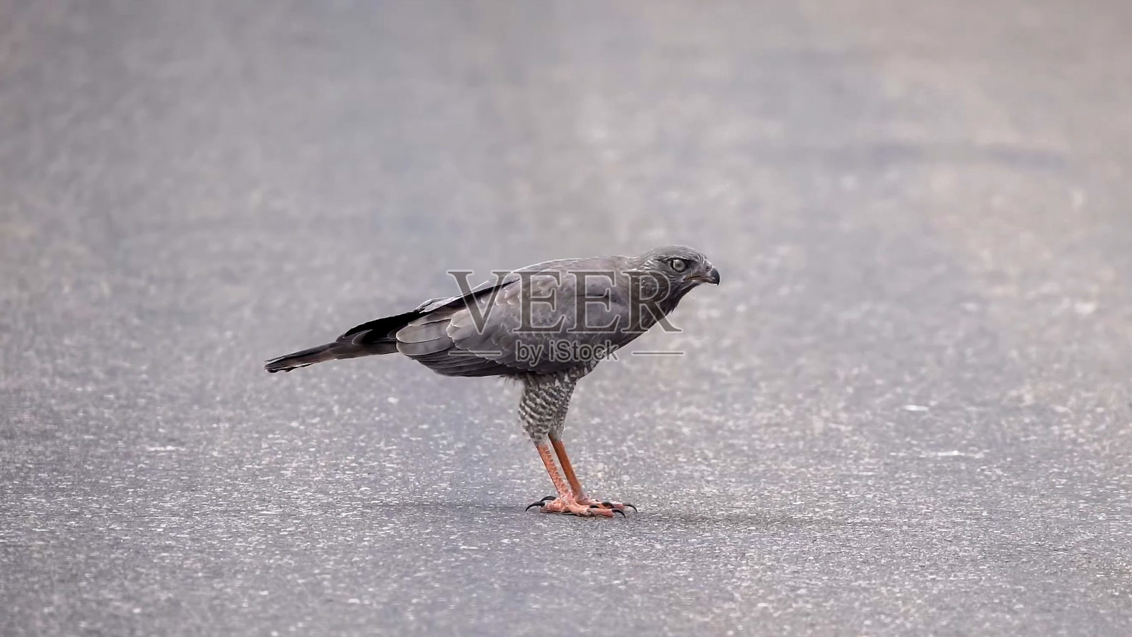 黑暗的吟唱苍鹰(梅利拉克斯·梅塔巴茨)照片摄影图片