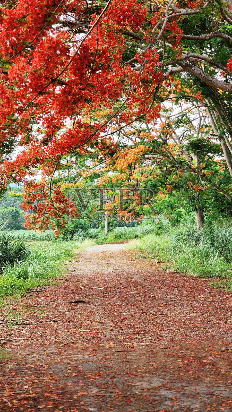 巴巴多斯骄傲树或孔雀冠树。照片摄影图片