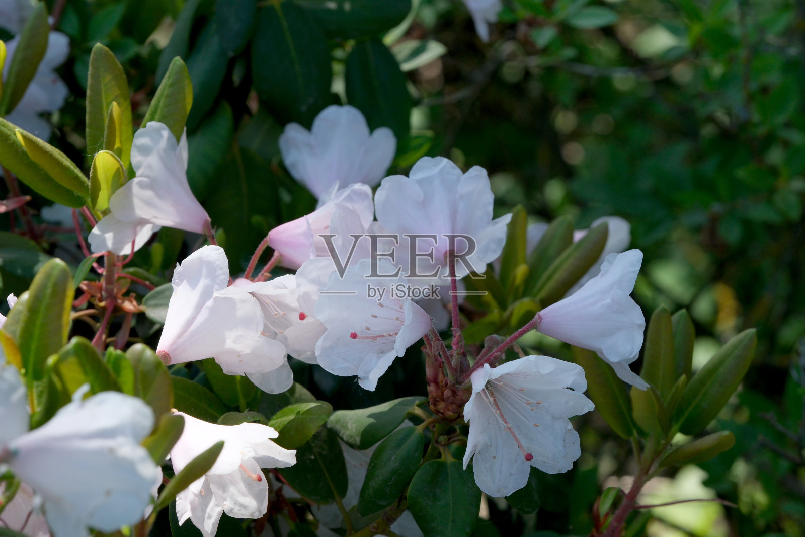 盛开的杜鹃花丛照片摄影图片