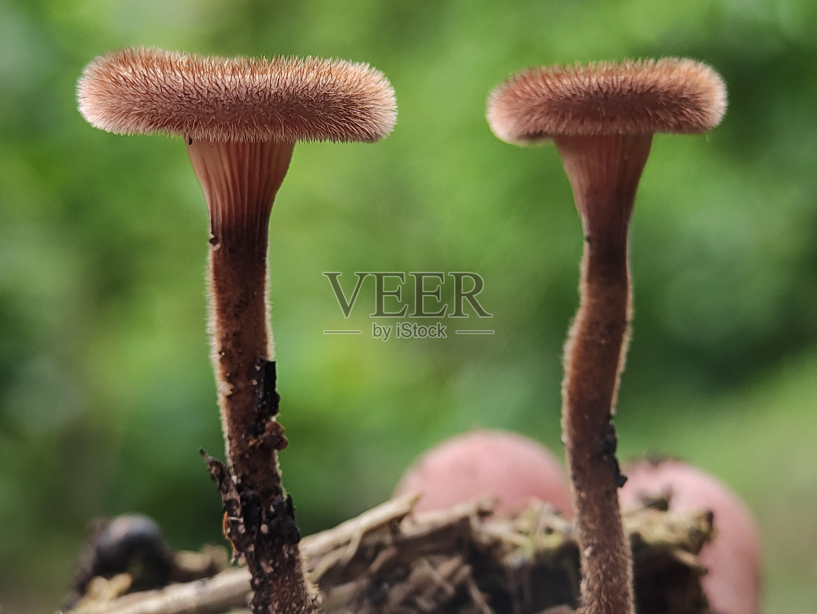 毛喇叭照片摄影图片