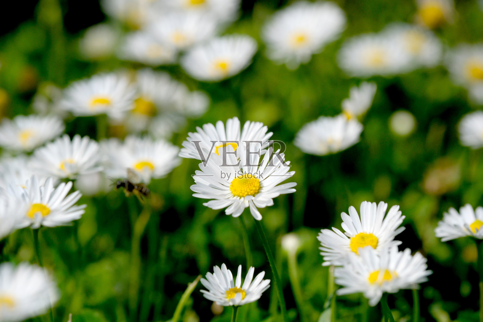 美丽的夏天花雏菊照片摄影图片