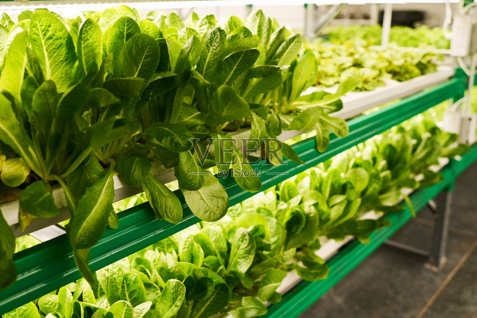 温室中垂直桁架上生长的一排绿色菠菜叶子照片摄影图片