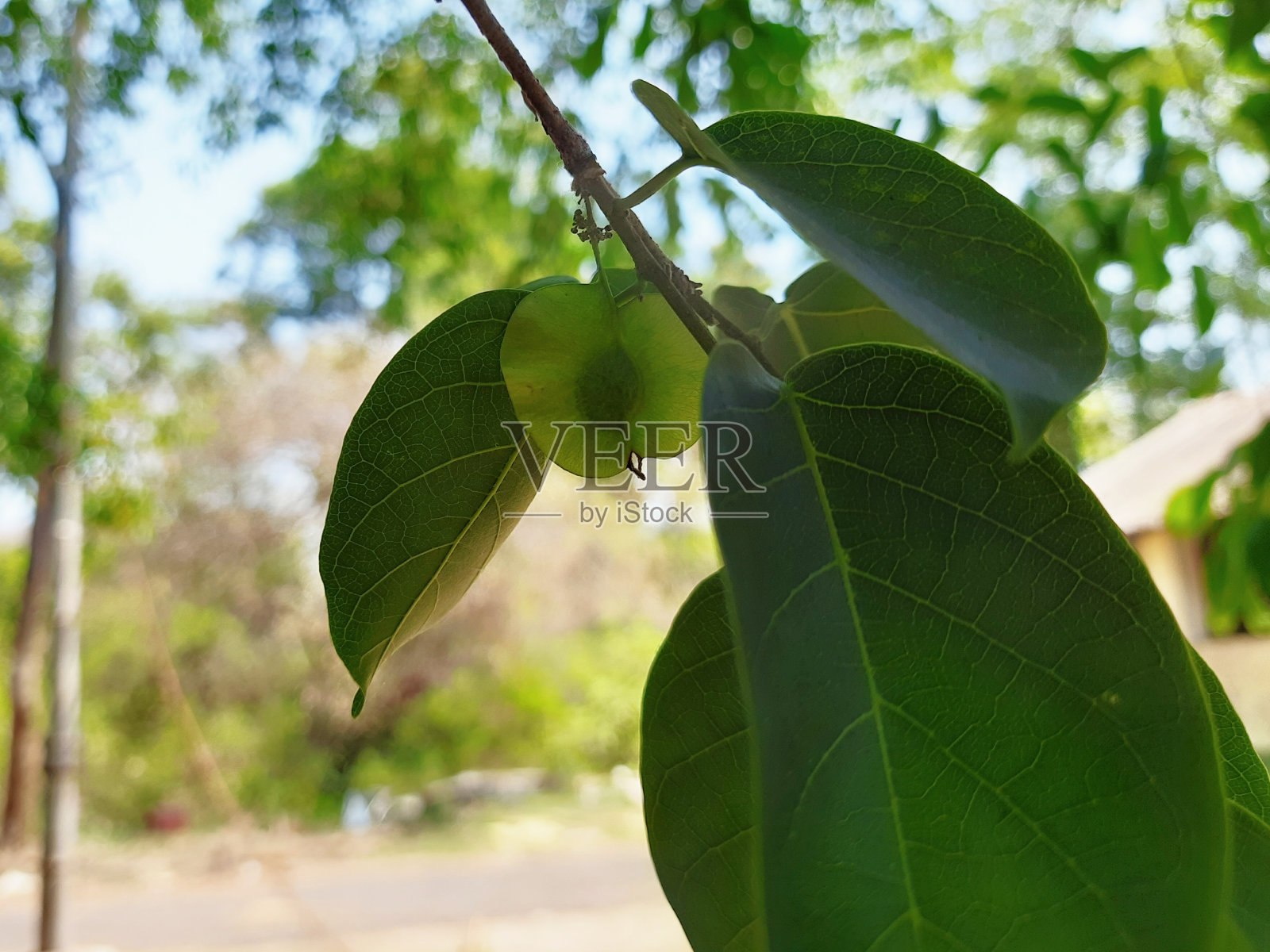 梧桐树、梧桐树、马来红木、巴布亚新几内亚红木、菲律宾红木、安达曼红木、缅甸红木照片摄影图片