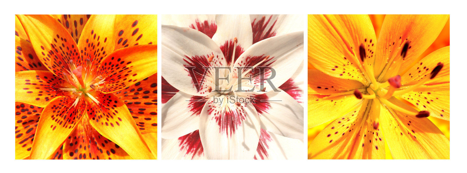 一套方形海报与百合花的白色和黄色的颜色。收集夏季照片与五颜六色的百合花照片摄影图片