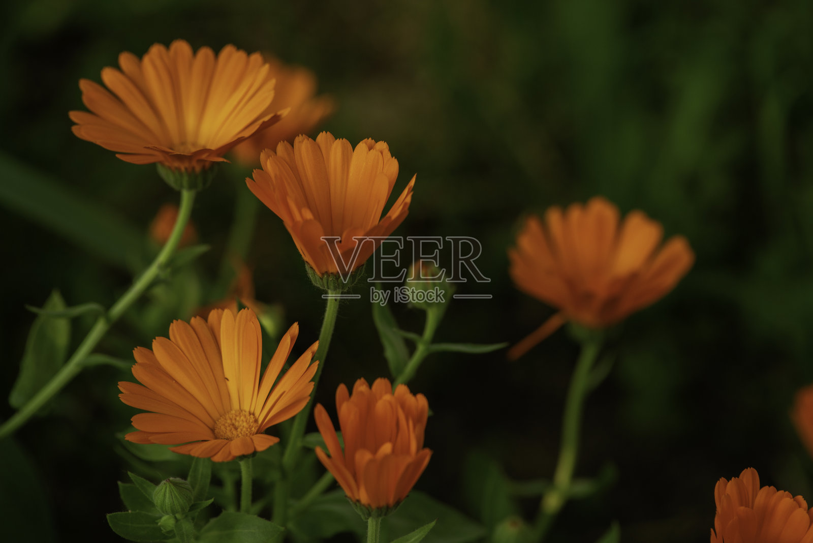 亮橙色的金盏花(金盏菊，金盏花，金盏花)。天然花卉背景盛开美丽的药用植物凉茶迷离的夏天。照片摄影图片