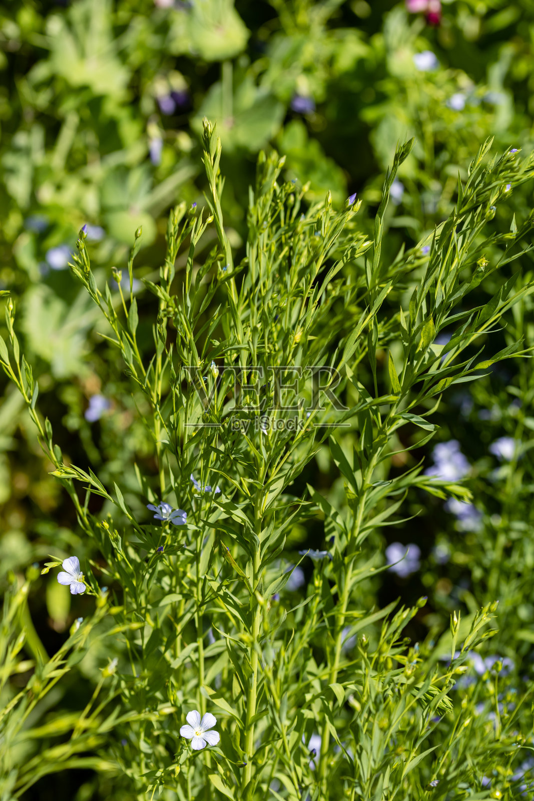 利诺花生长在马德里的一个花园照片摄影图片