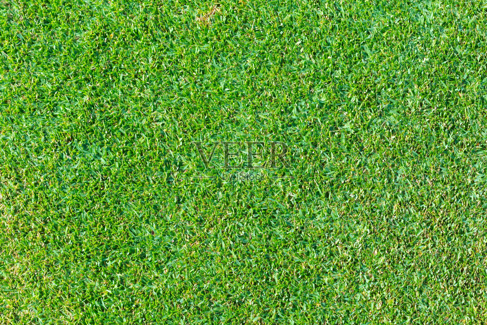 绿草的背景照片摄影图片