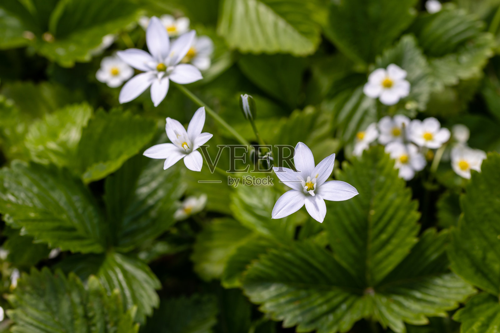 马德里一个花园里种的草莓花照片摄影图片