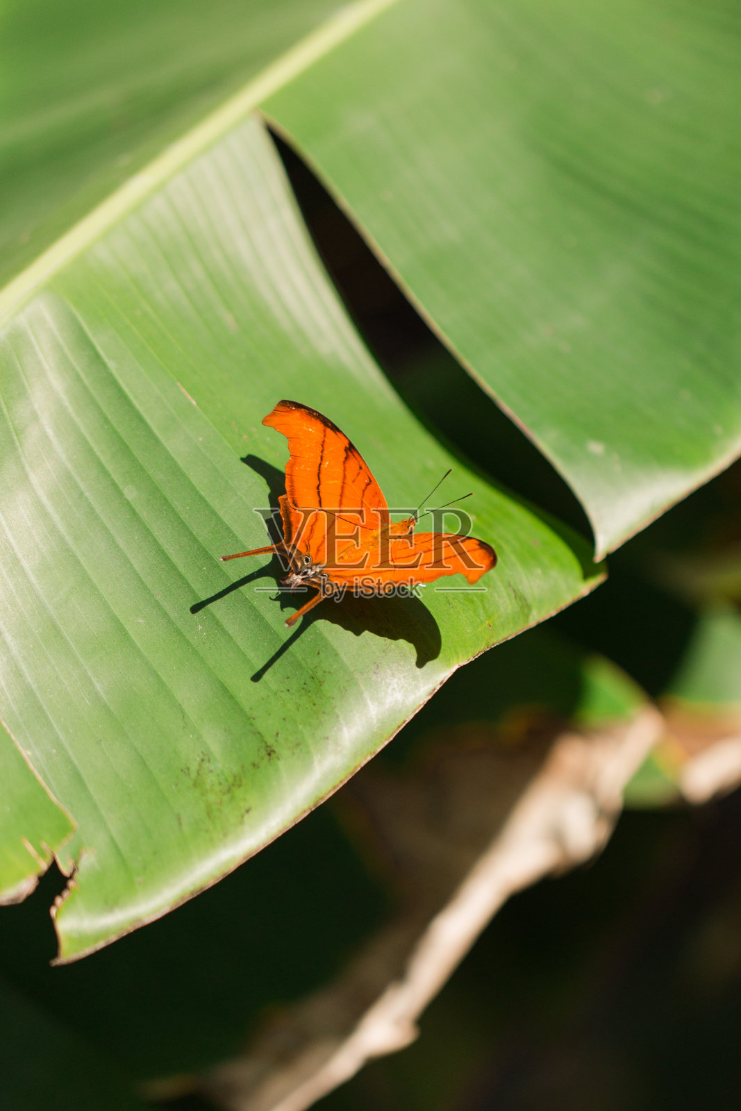一只斑马（长翅）Heliconian蝴蝶，一只在南佛罗里达后院的梦幻蝴蝶花园中带有长翅膀的黑黄色条纹蝴蝶照片摄影图片