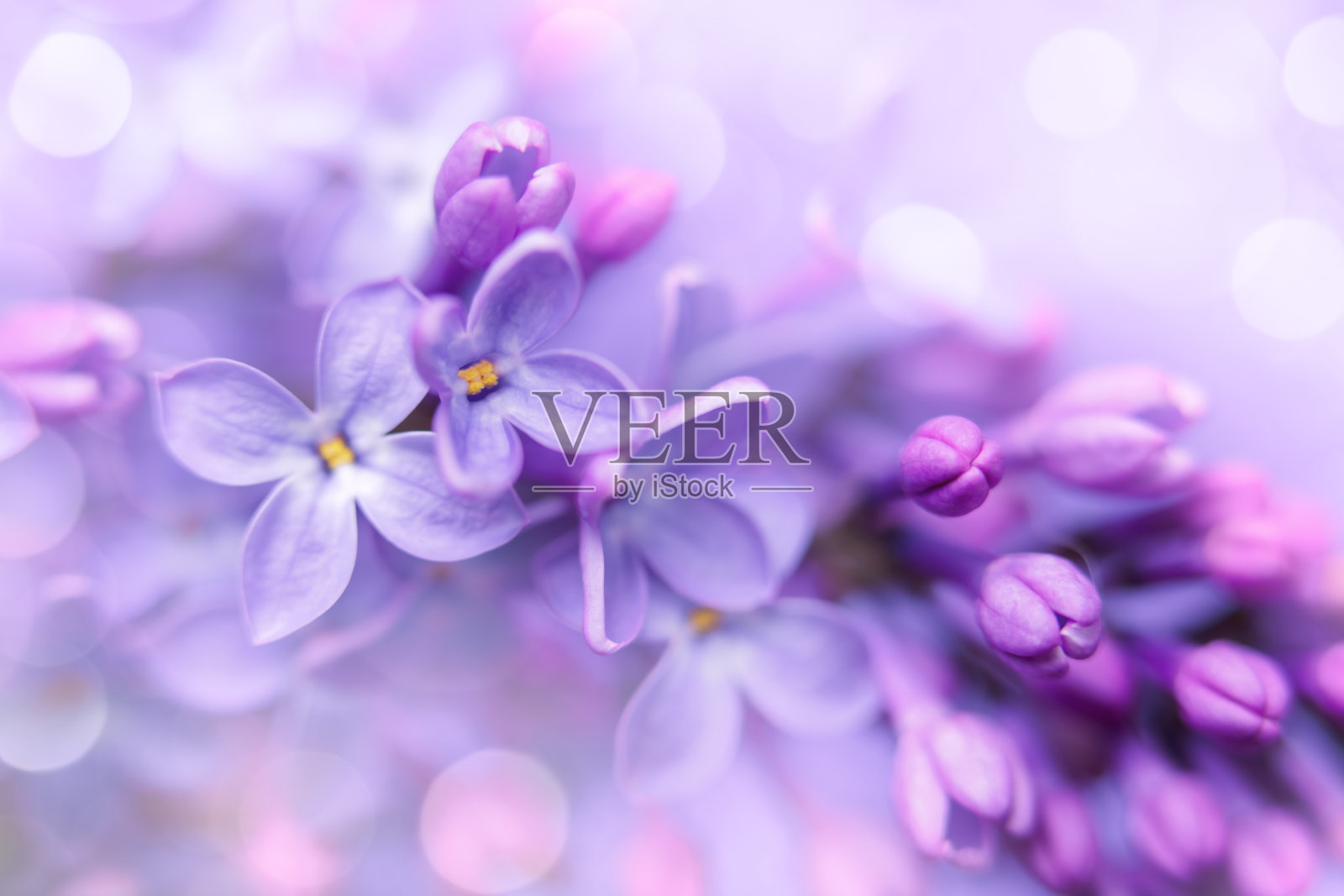 丁香花特写与散景照片摄影图片