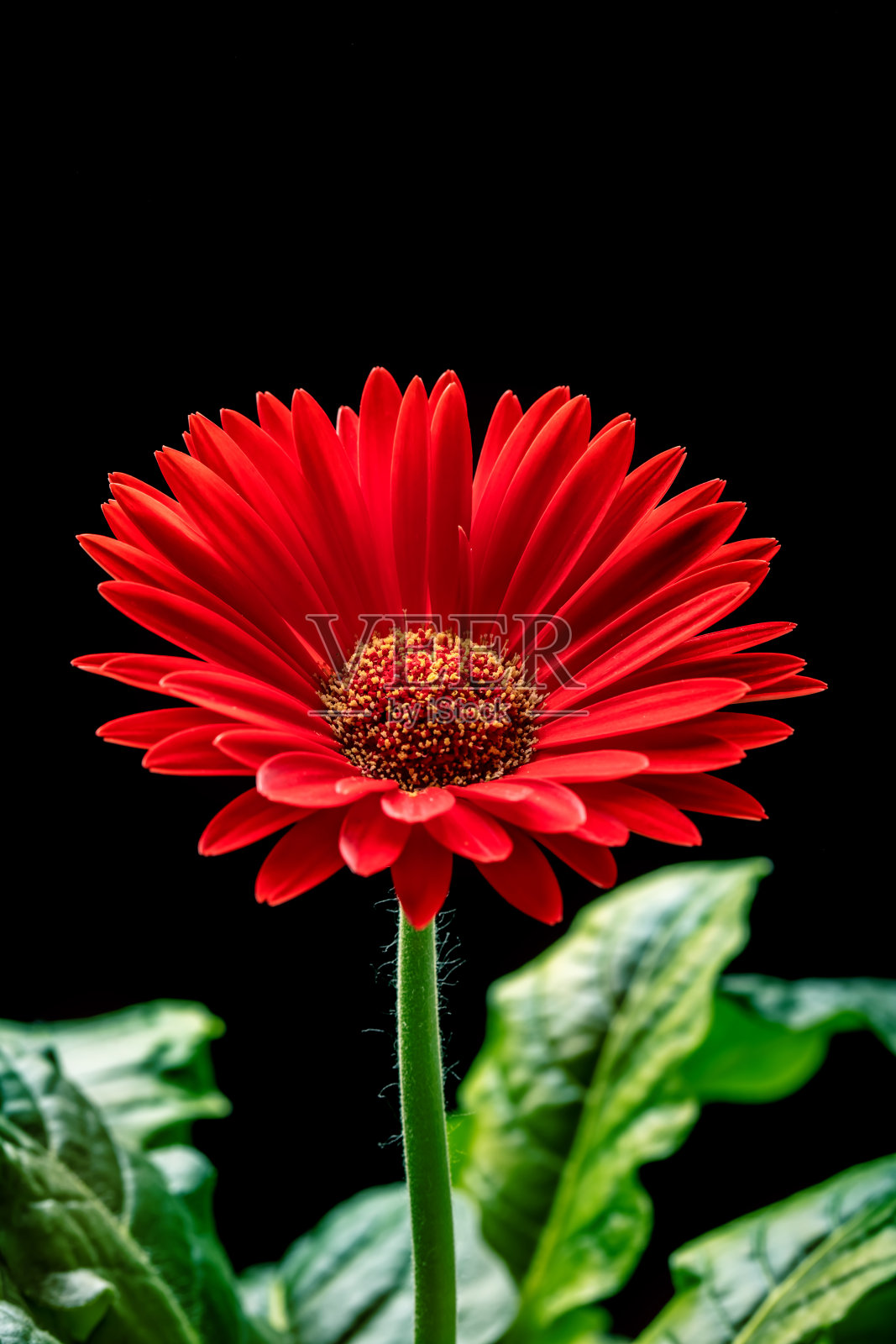 非洲菊花特写与空间复制照片摄影图片