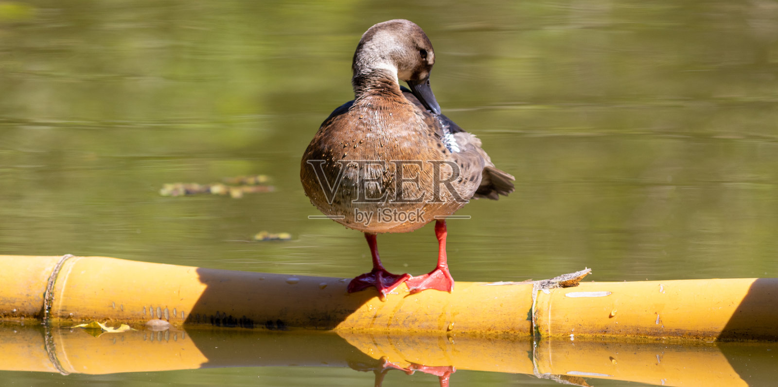 湖中一只巴西水鸭的照片。照片摄影图片