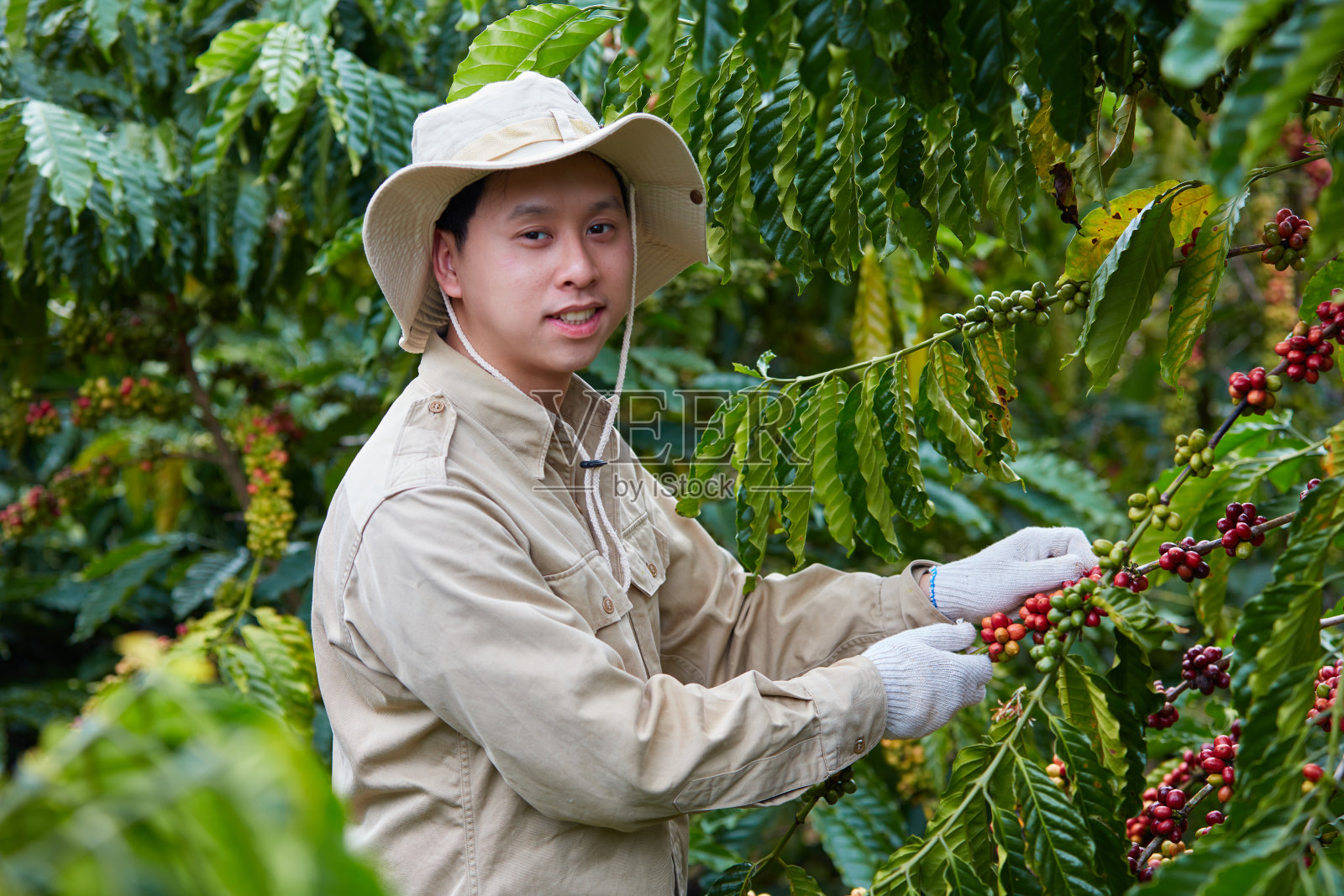 宝露绿茶照片摄影图片