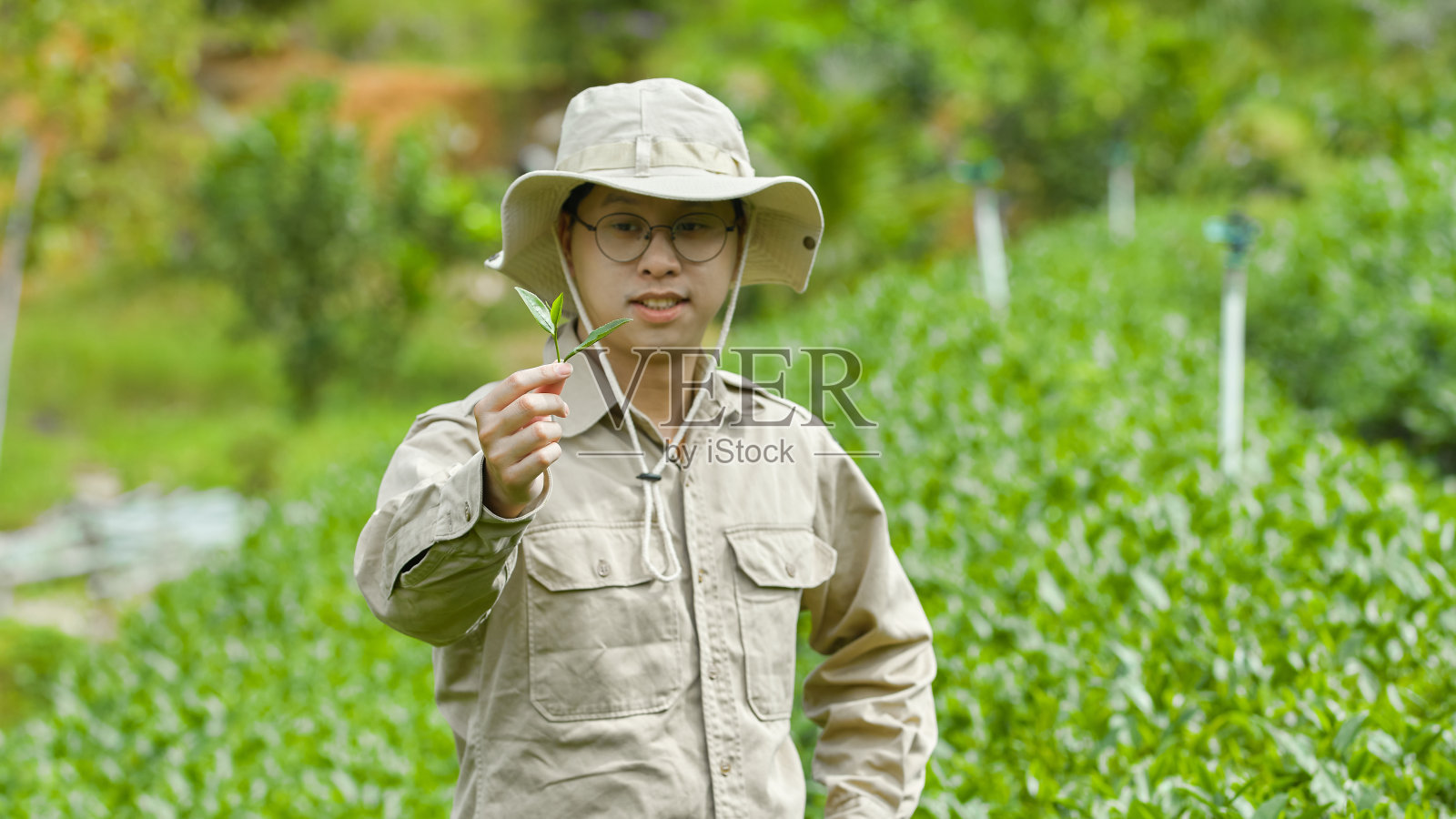 包地茶照片摄影图片