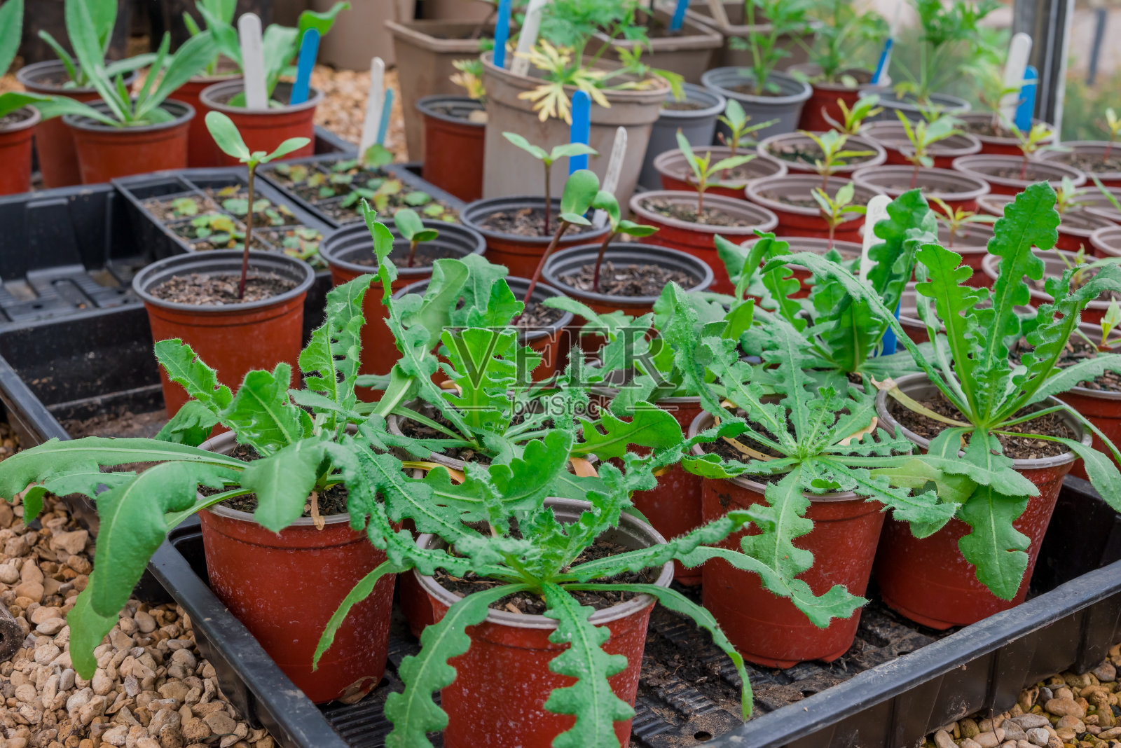 苗圃温室里的盆栽幼苗照片摄影图片