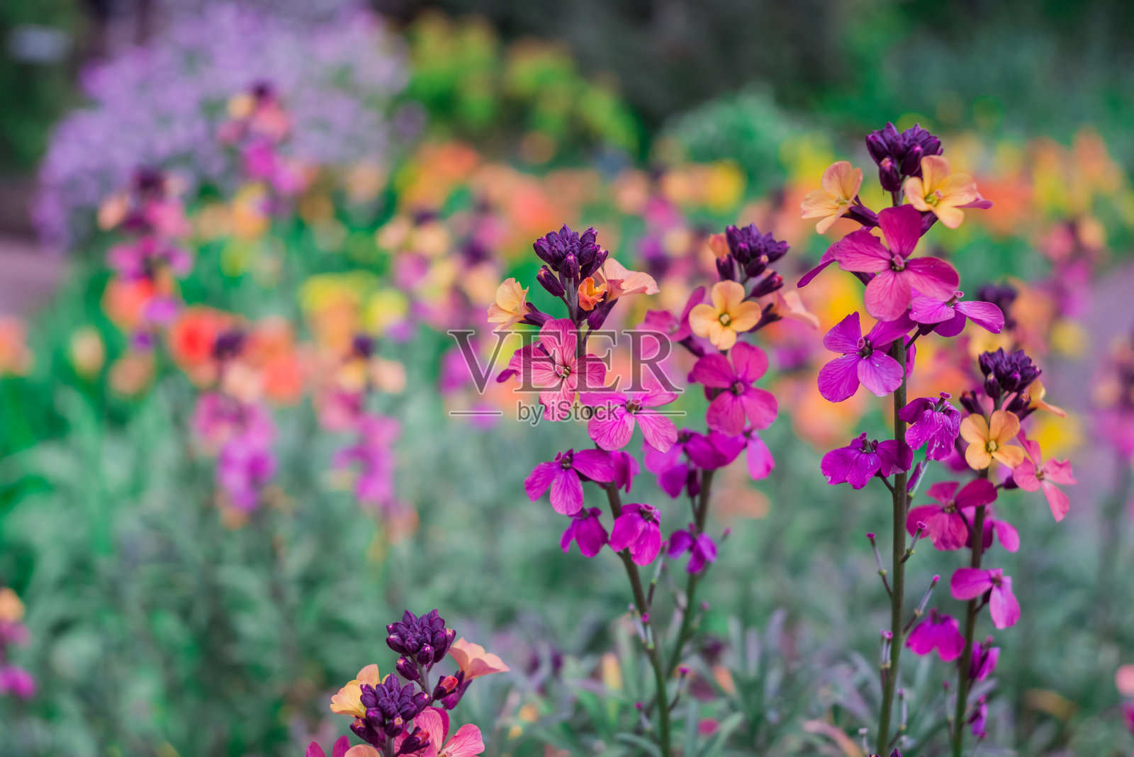 桔梗，桔梗，桔梗，桔梗，桔梗，桔梗，桔梗照片摄影图片