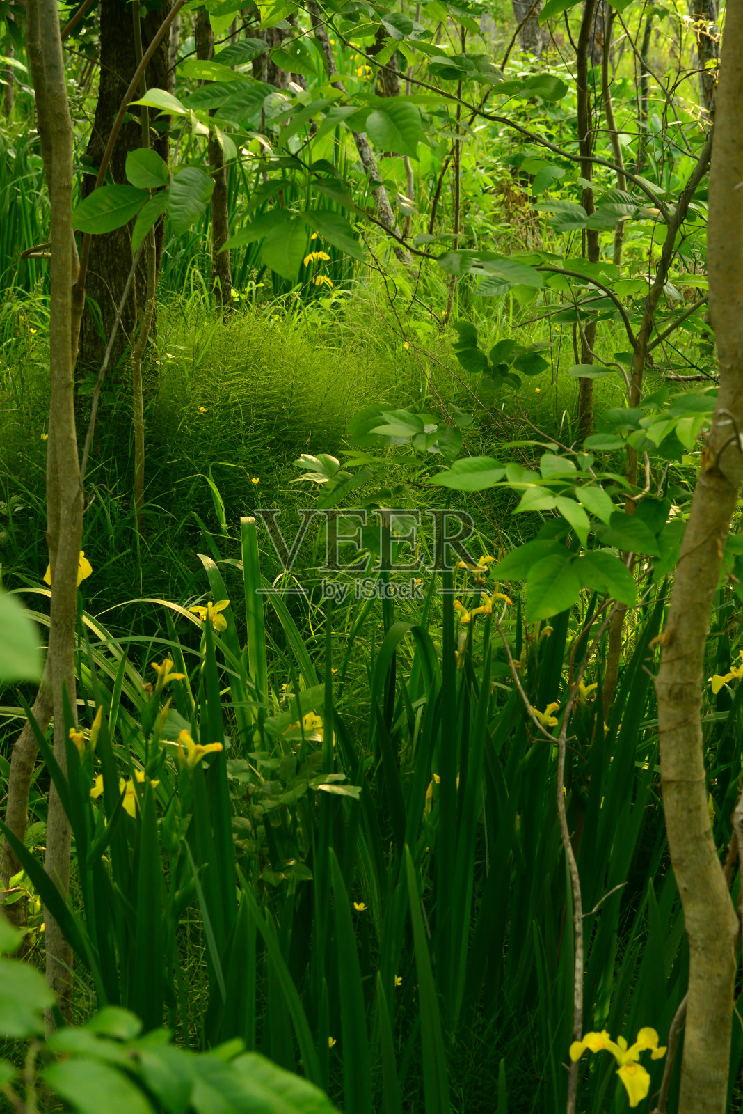 郁郁葱葱的沼泽森林照片摄影图片