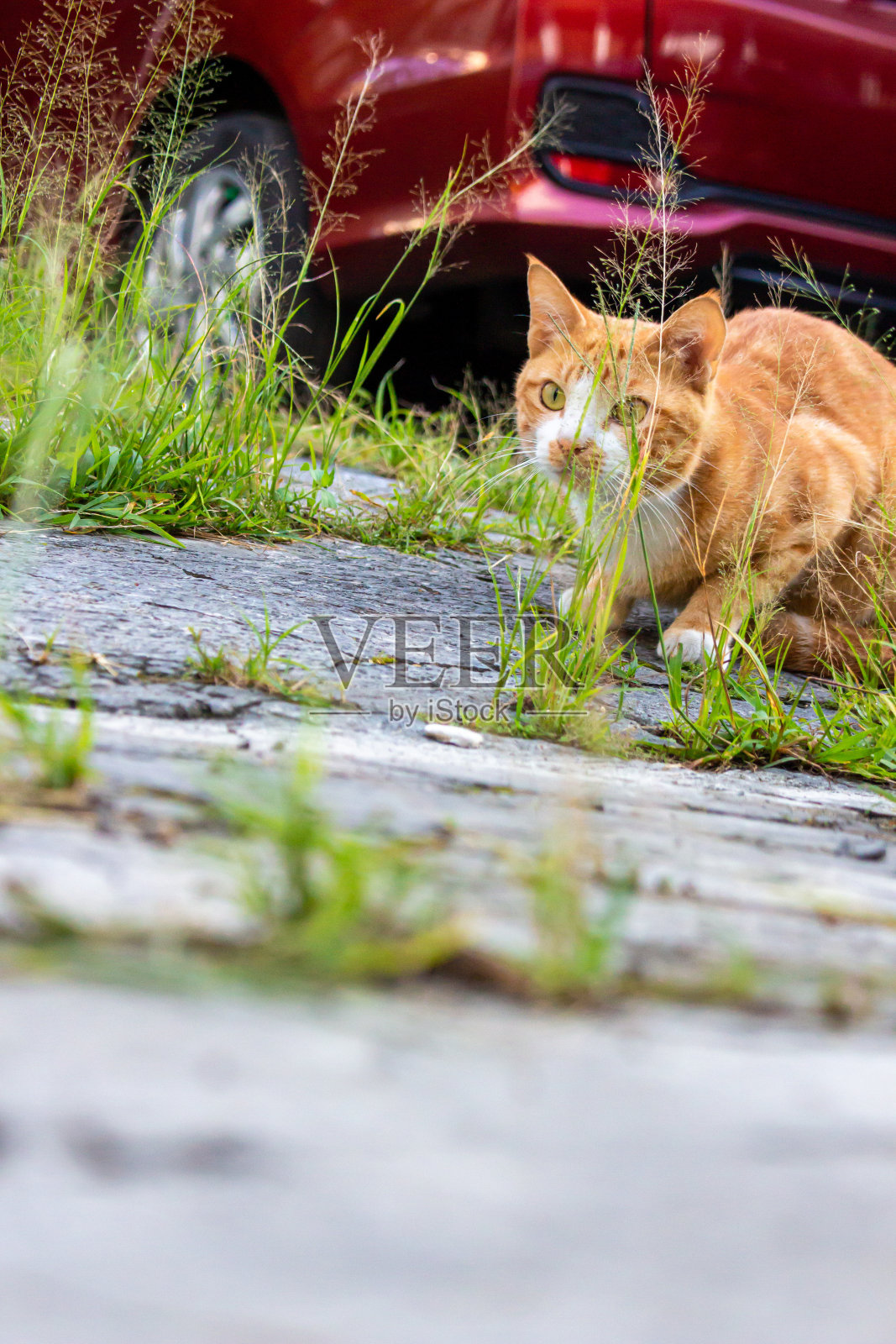 猫咪摆姿势照片摄影图片