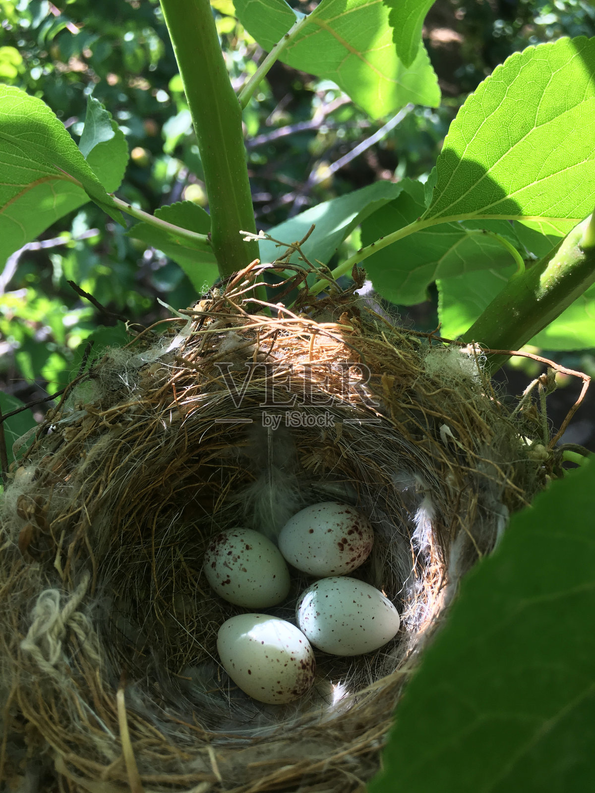 孵化。树枝上有四个鸟蛋的鸟巢。照片摄影图片